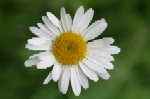 Oxeye Daisy